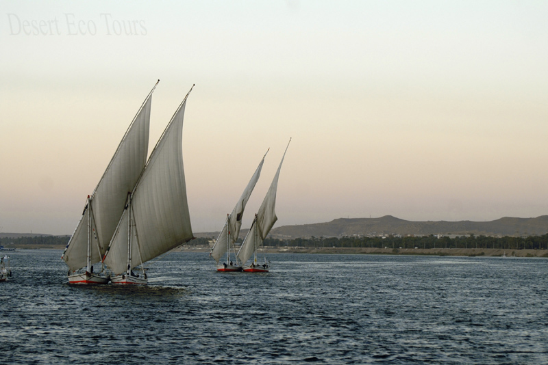 Faluka boats on the Nile